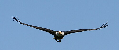 Un oiseau sombre à la tête claire vole vers le spectateur ; ses ailes sont déployées en un léger « V », les extrémités recourbées vers le haut.