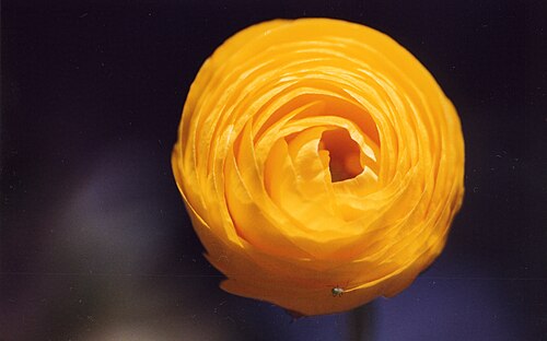 Ranunculus asiaticus, une forme cultivée