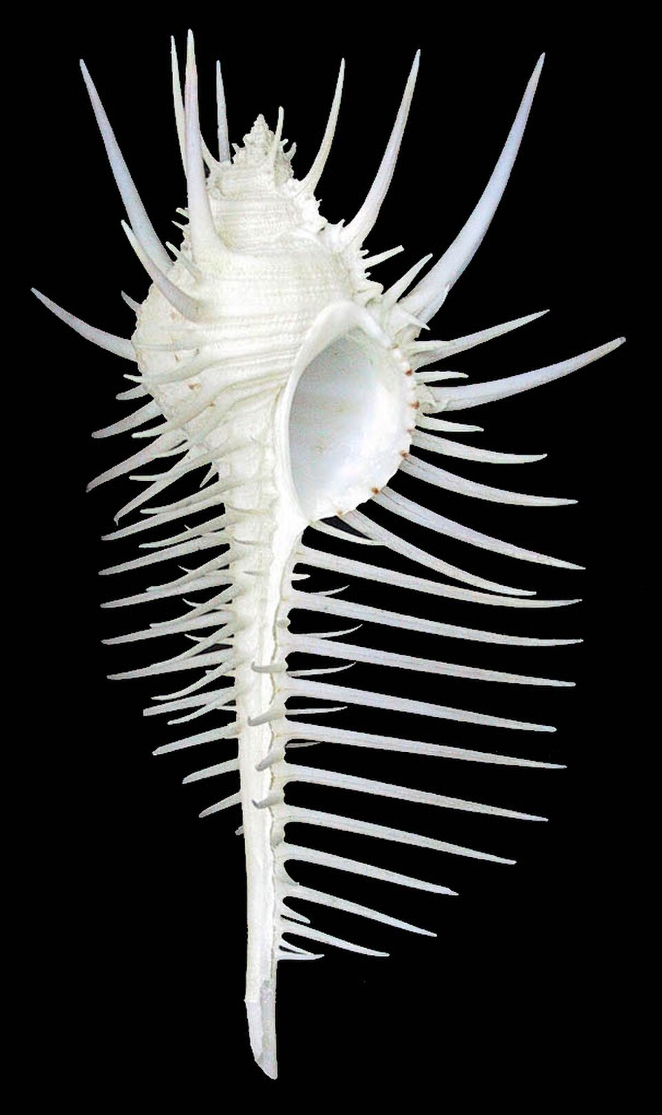 forme de massue - Murex peigne de Vénus
