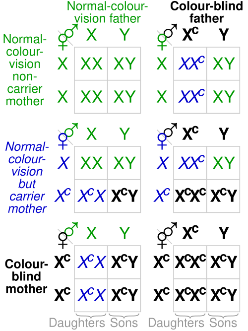 Un graphique montrant les probabilités de combinaisons génétiques et les résultats du daltonisme rouge-vert