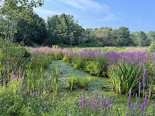 Marais, plantes aquatiques, rue des Oblats