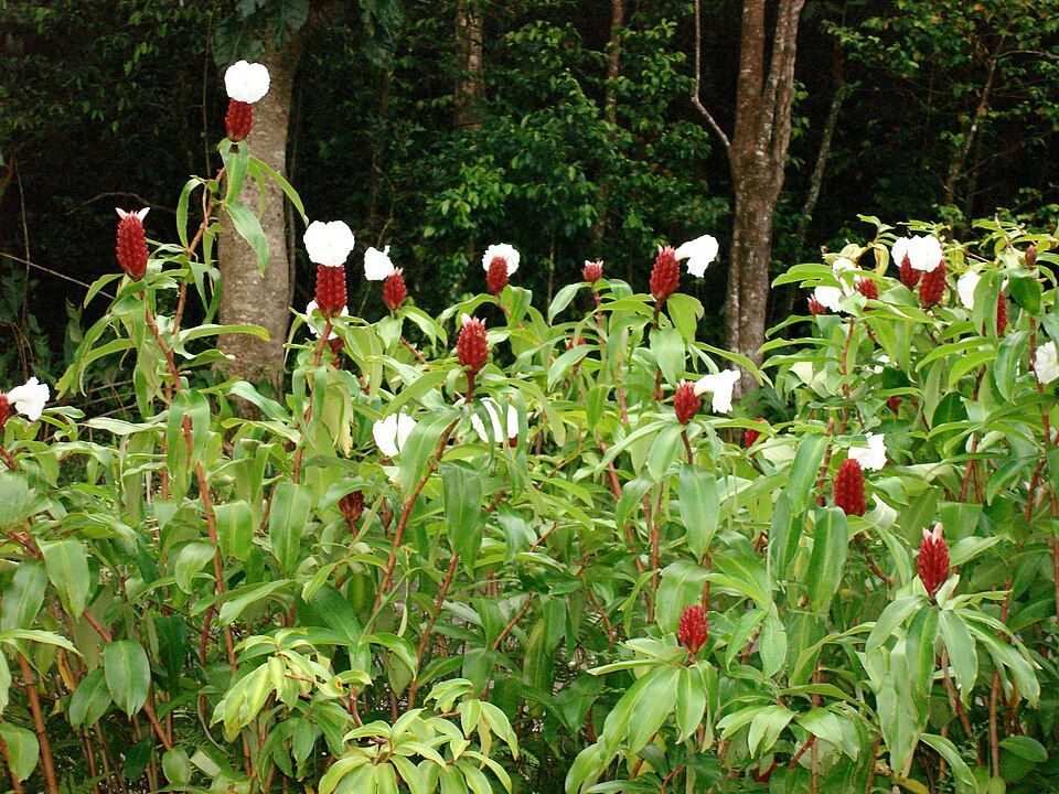 Costus speciosus, plante des marais, Guadeloupe.