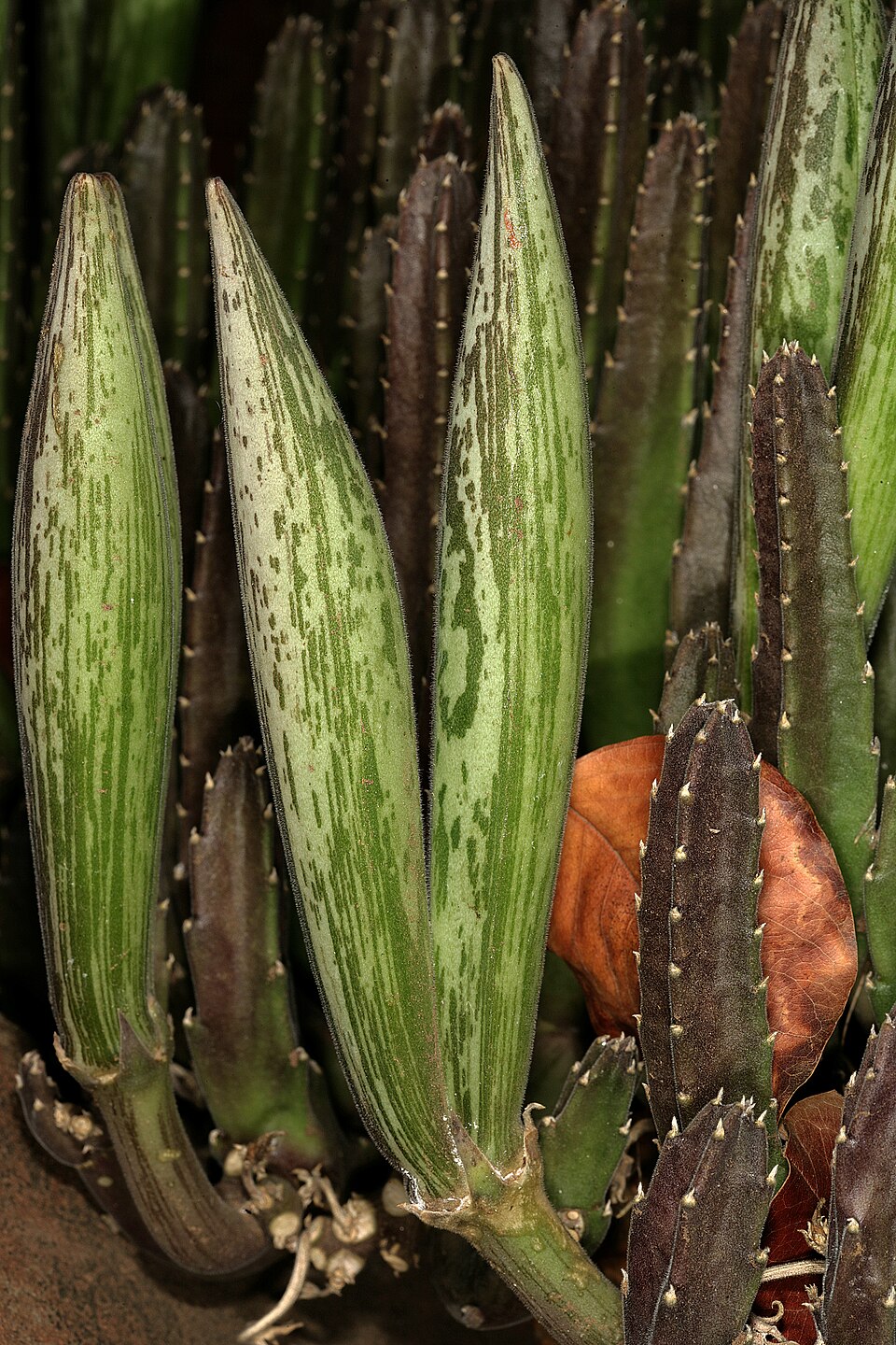 Stapelia gigantea