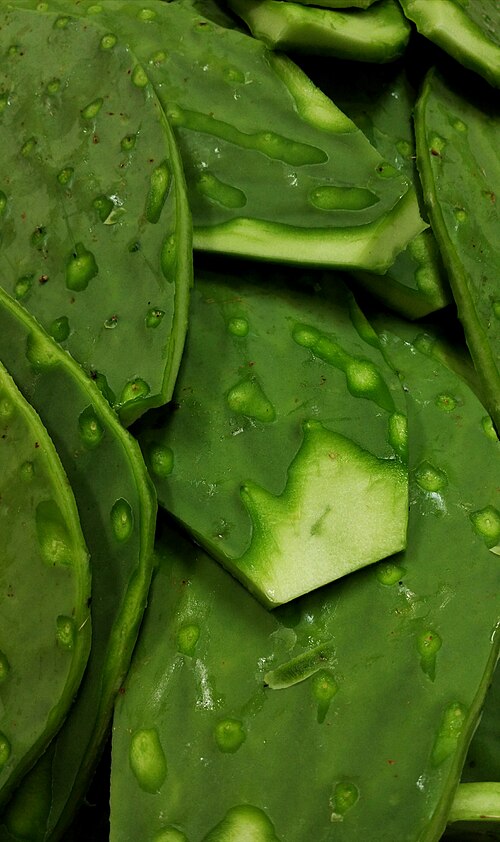 Nopal frais en vente sur un marché
