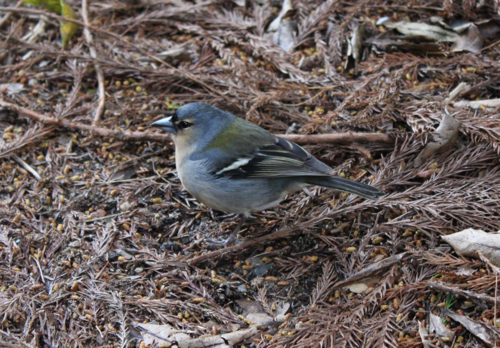 Pinson des Açores (Fringilla coelebs moreletti)