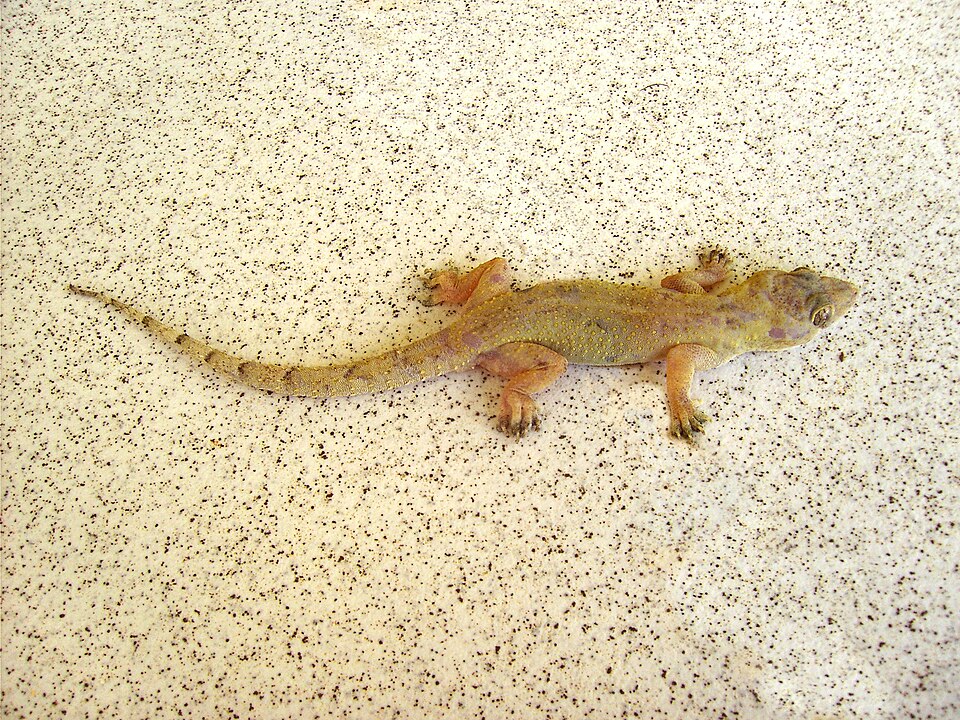 Hemidactylus mabouia, un gecko tropical, en Dominique