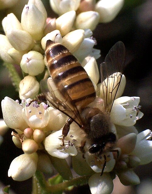Abeille à miel de l'Est (A. cerana) à Hong Kong