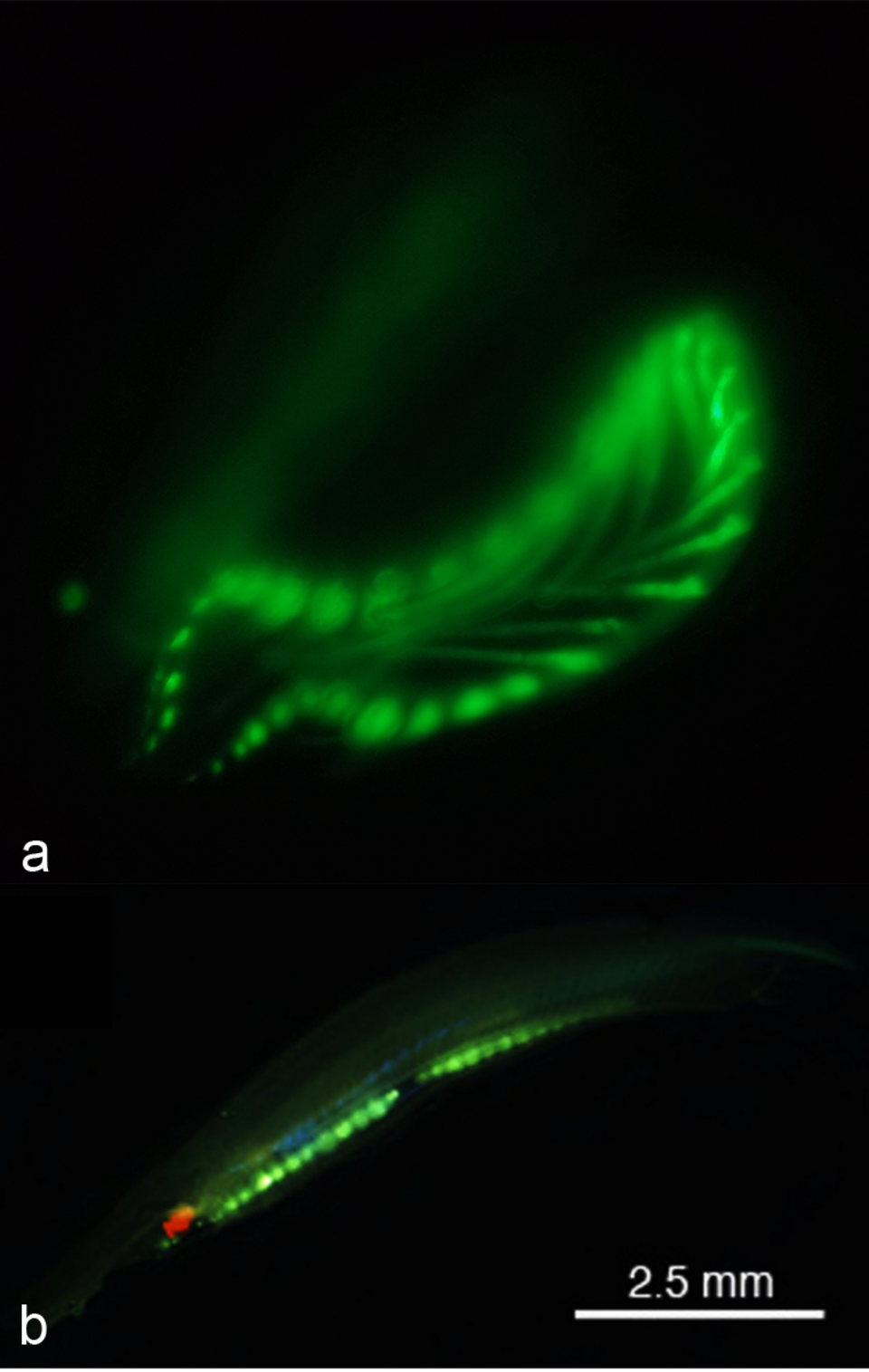 Fluorescence verte dans les lancettes