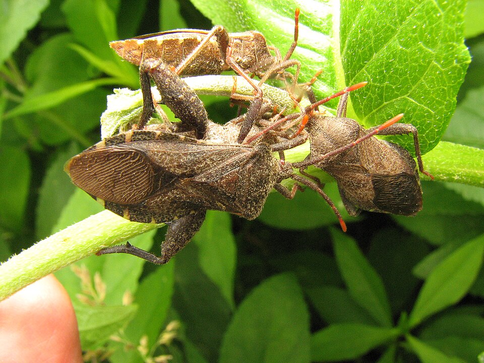 Accouplement de Piezogaster sp.