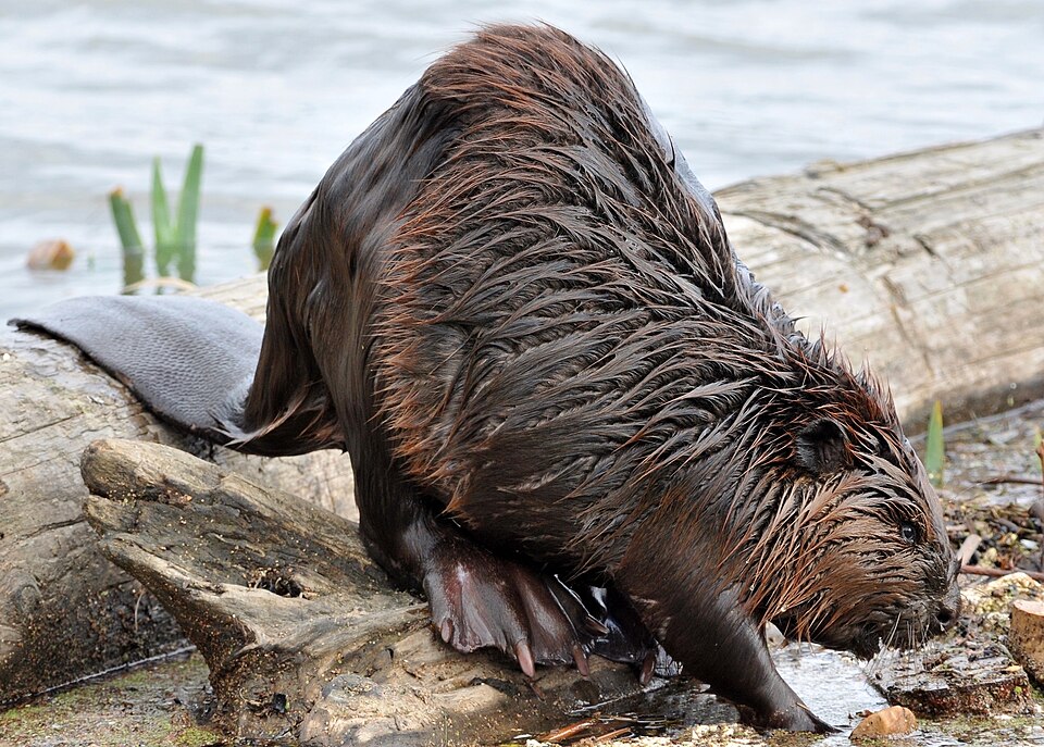 Castor d'Amérique du Nord sur une rive de rivière