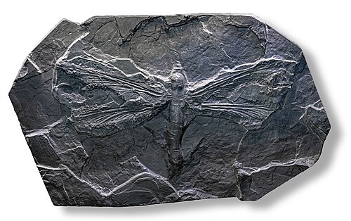 L'insecte géant ressemblant à une libellule Meganeura monyi a atteint une envergure de 75 cm (2 pieds 6 pouces) à la fin du Carbonifère, il y a environ 300 millions d'années.[39]