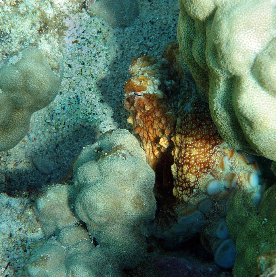 Une pieuvre presque cachée dans une fissure de corail