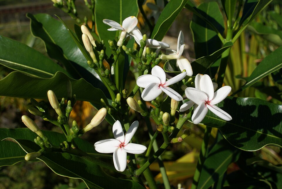 Ochrosie borbonica