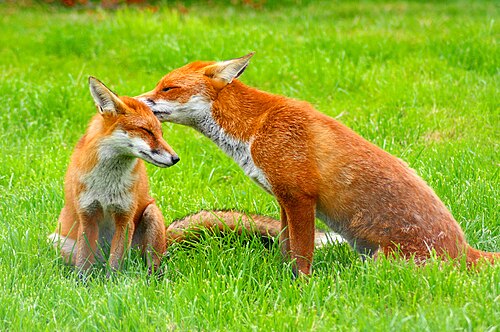 Un couple de renards roux européens
