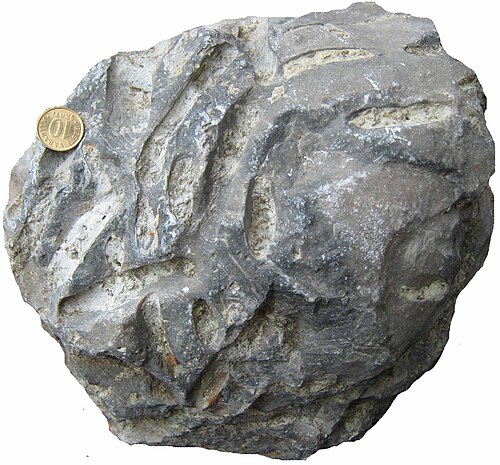 Forages d'Osprioneides dans un stromatopore silurien de Saaremaa, Estonie ; voir Vinn, Wilson et Mõtus (2014).