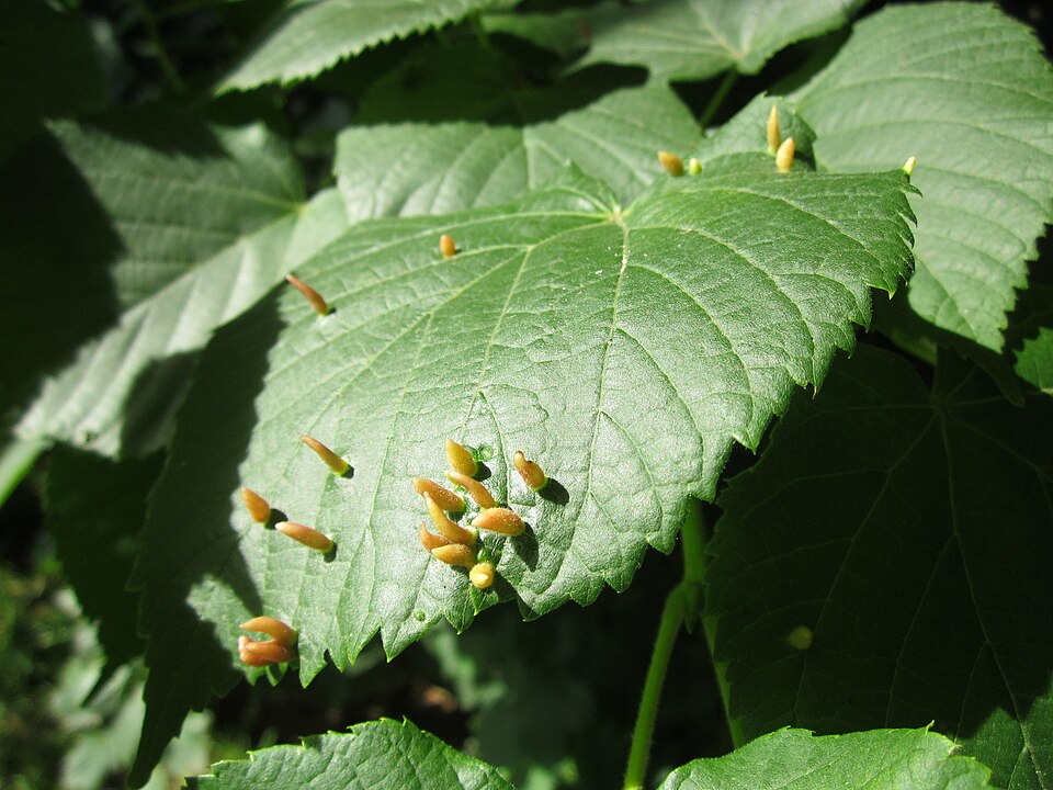 Galles foliaires en forme de poche sur un orme de montagne (puceron Tetraneura ulmi), Allemagne