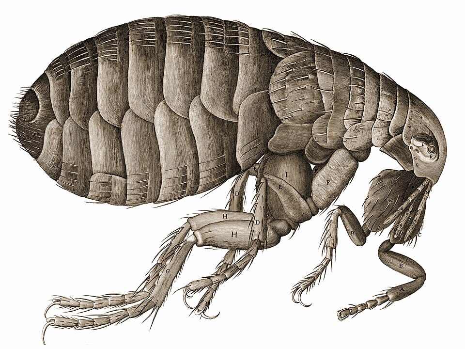 Le dessin d'une puce par Hooke