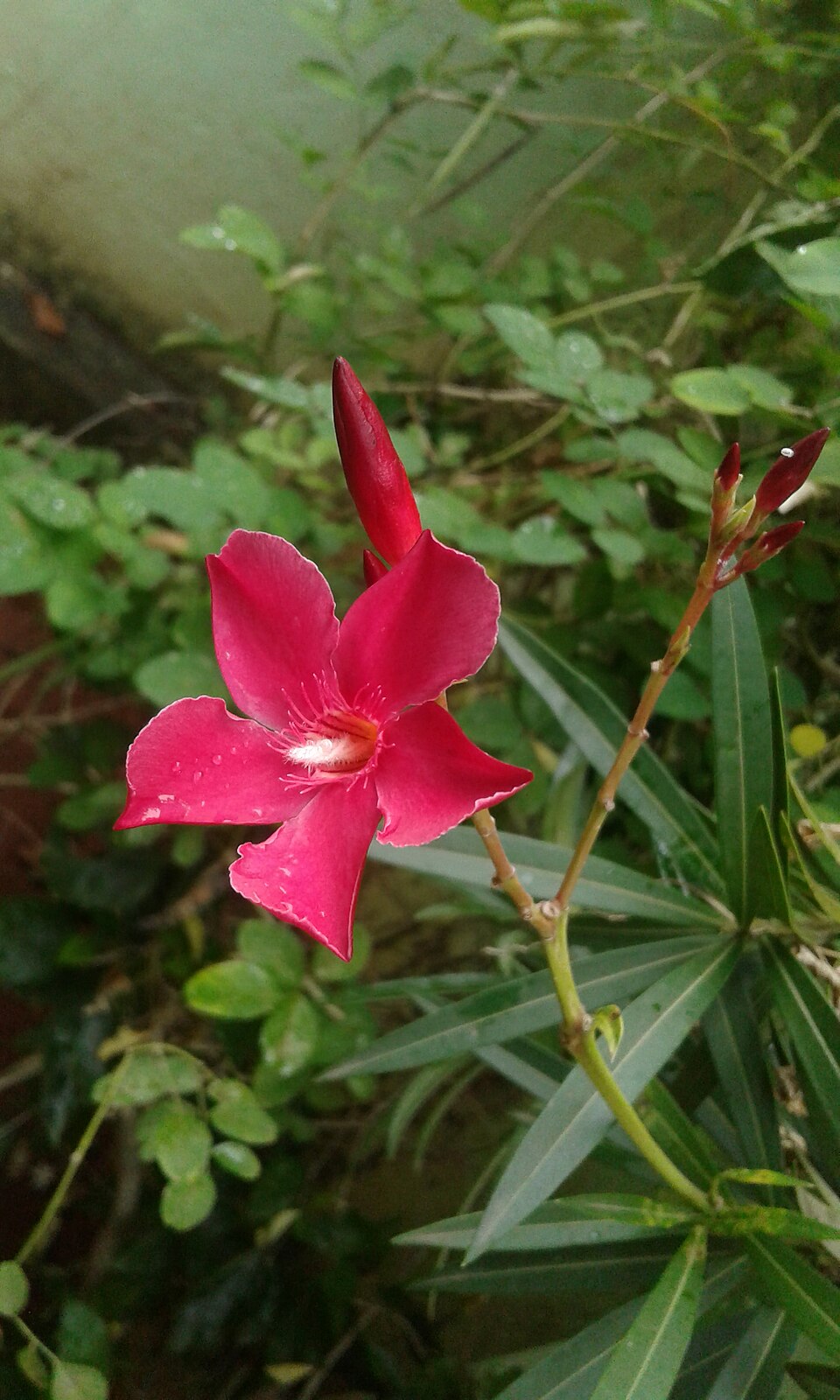 Fleur rouge