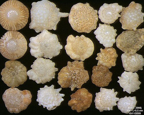 Foraminifères de l'océan Indien, côte sud-est de Bali, largeur du champ 5,5 mm