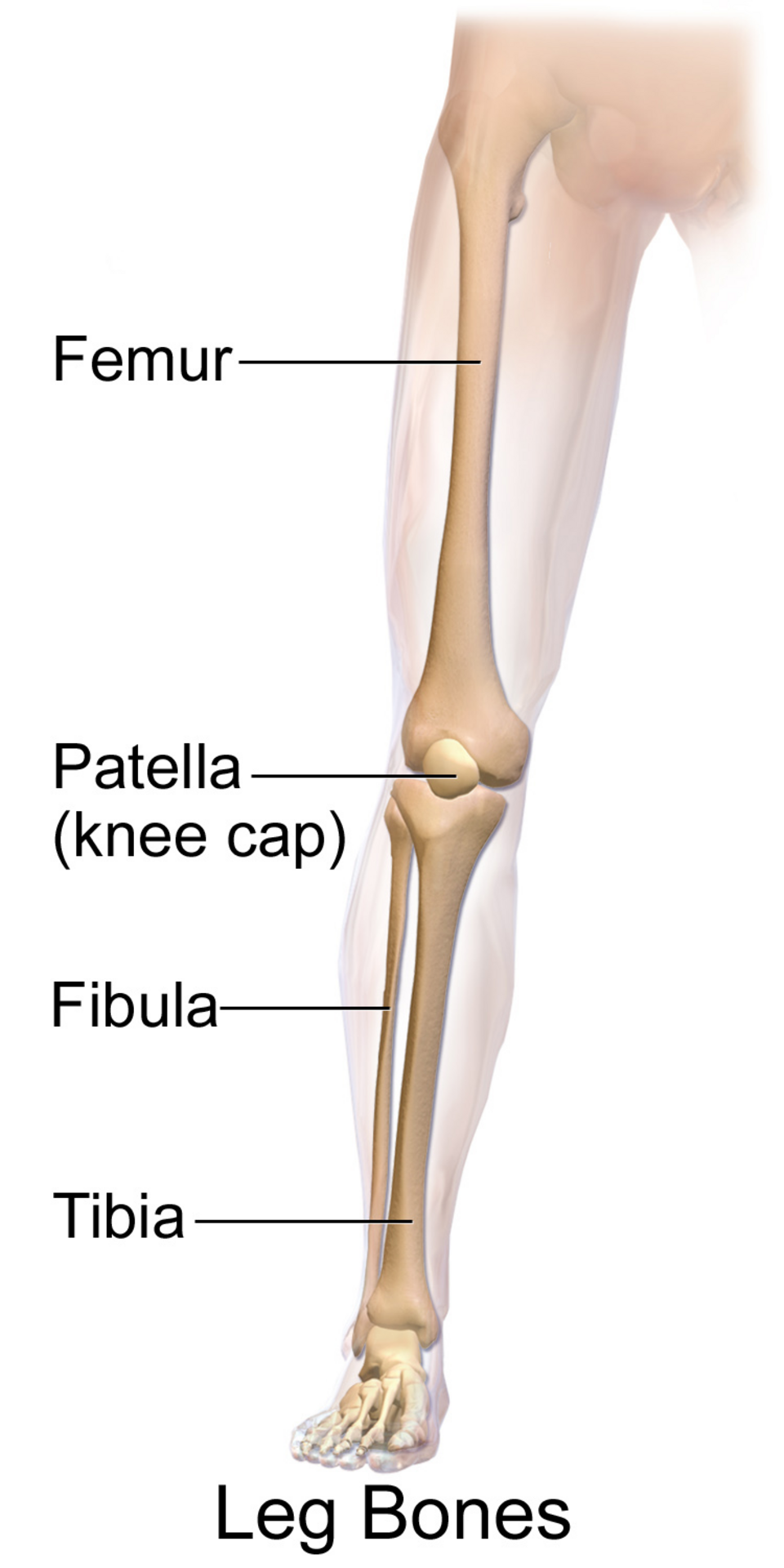 os de la jambe