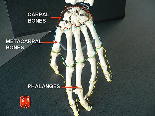 Phalanges.