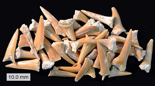 Photographie de dizaines de dents fossilisées jaunâtres, les dents sont de différentes tailles et sont réparties de manière aléatoire sur une surface noire plane.