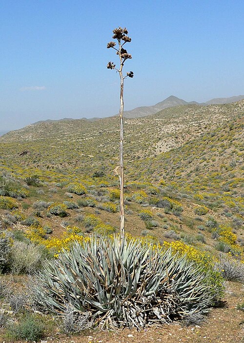 Agave du désert