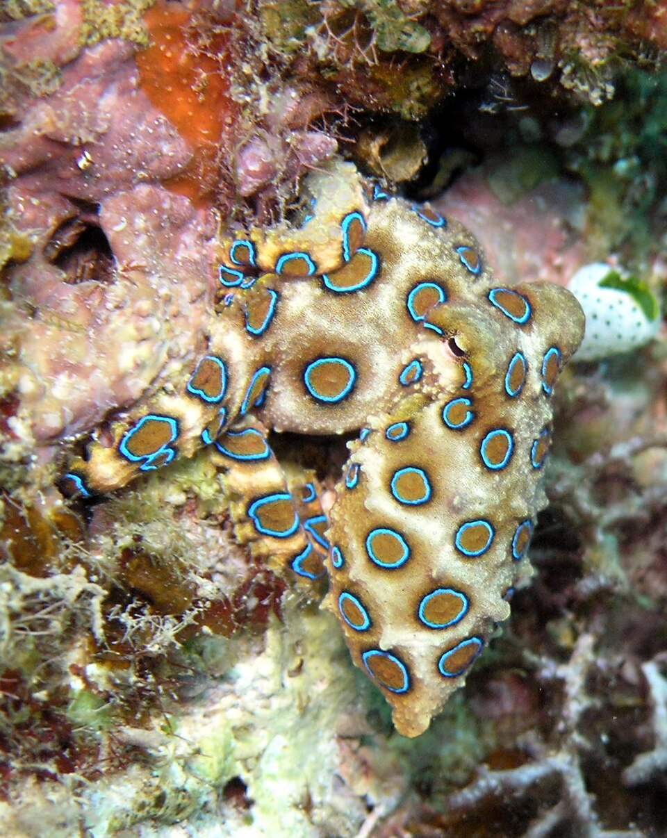 Une pieuvre parmi des coraux, arborant des anneaux turquoise bien visibles, soulignés de noir, sur un fond sableux.