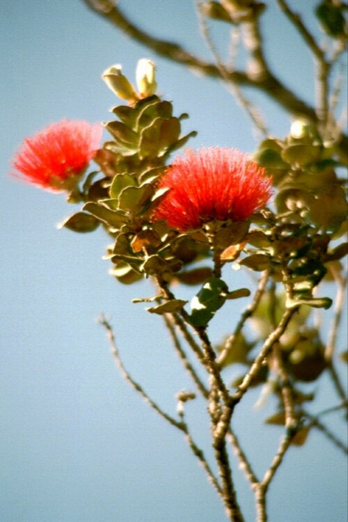 Fleurs de Lehua