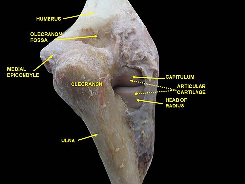 Articulation du coude. Dissection profonde. Vue postérieure.