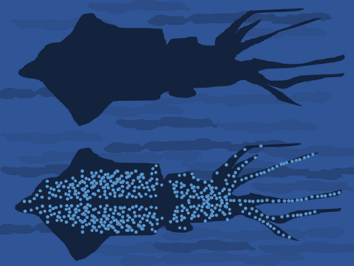 Principe du camouflage par contre-éclairage du calmar luciole, Watasenia scintillans. Lorsqu'il est vu d'en bas par un prédateur, la lumière de l'animal permet d'adapter sa luminosité et sa couleur à la surface de la mer située au-dessus.
