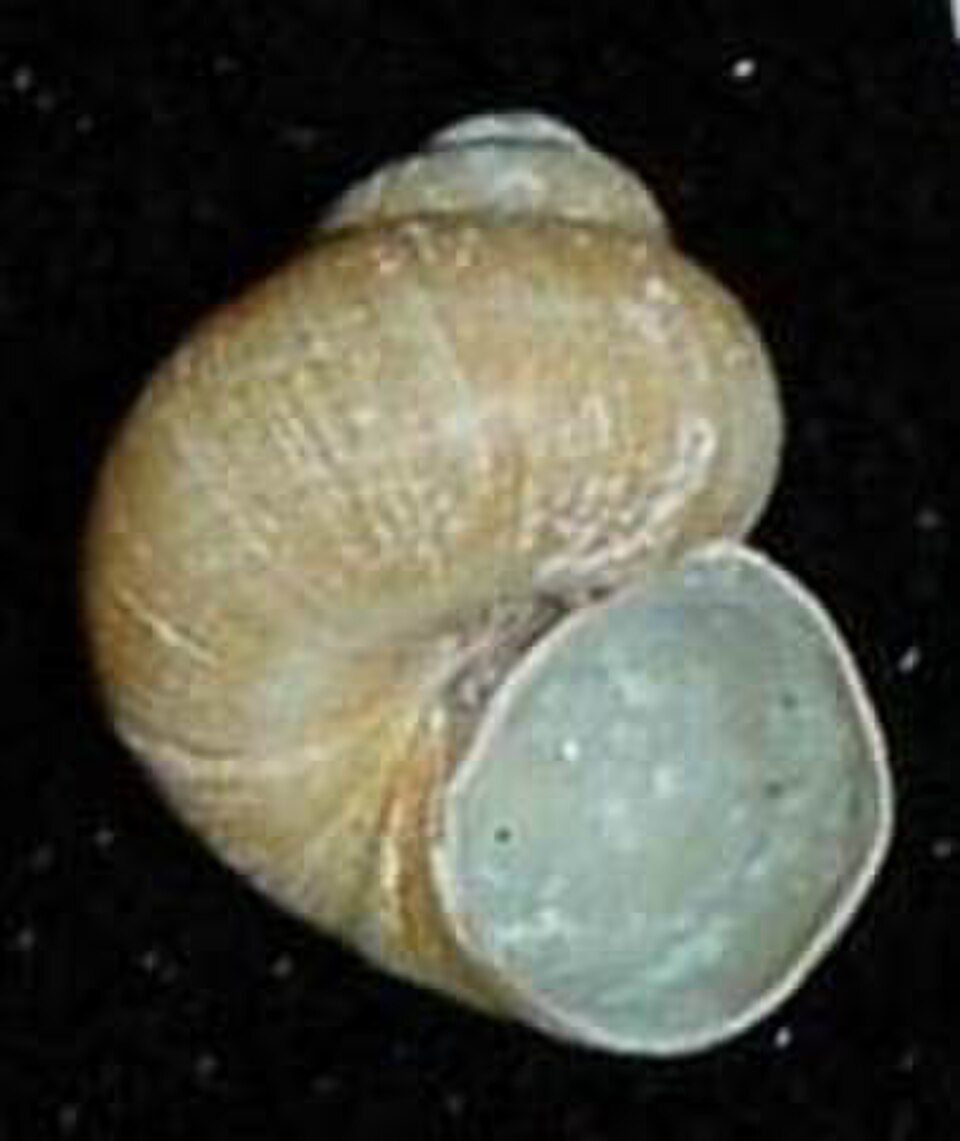 trochiforme