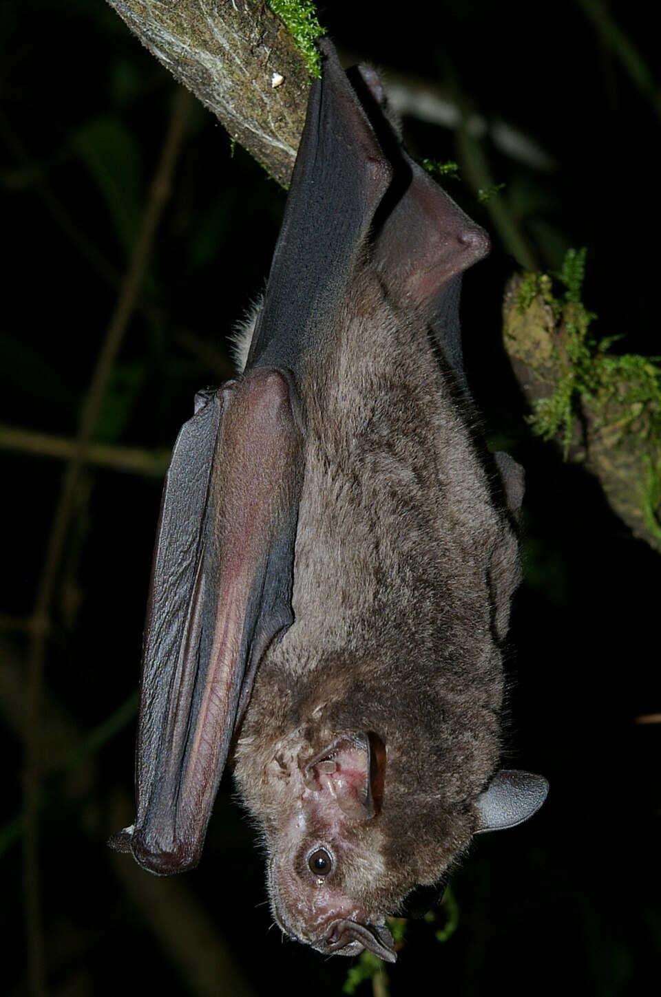 Une chauve-souris frugivore jamaïcaine suspendue à un arbre