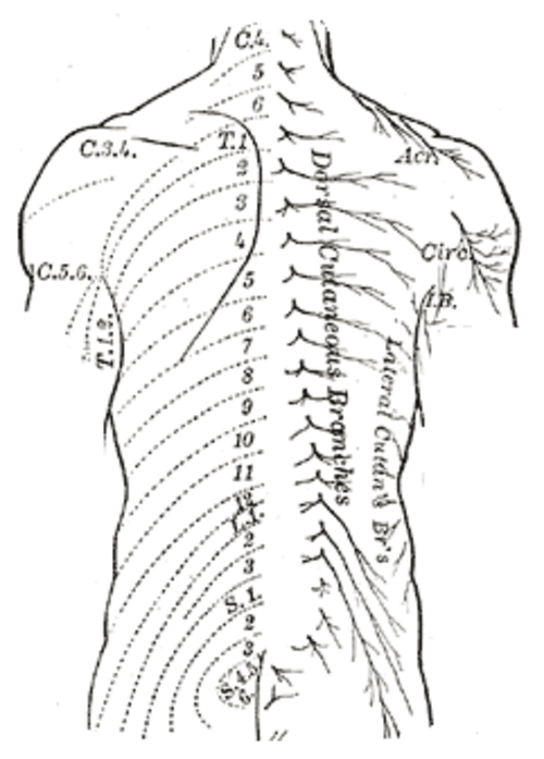 Répartition des nerfs cutanés, face dorsale. Branches cutanées dorsales et latérales marquées au centre à droite.
