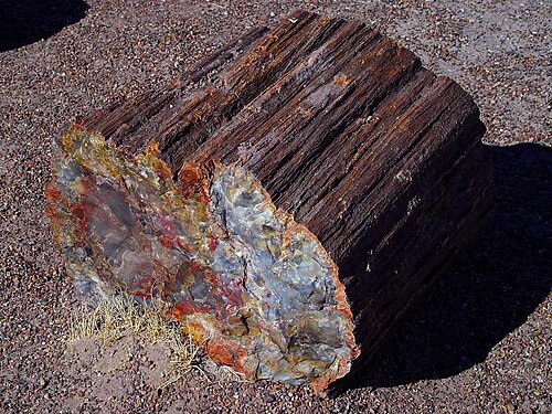 Bois pétrifié dans le parc national de Petrified Forest, Arizona