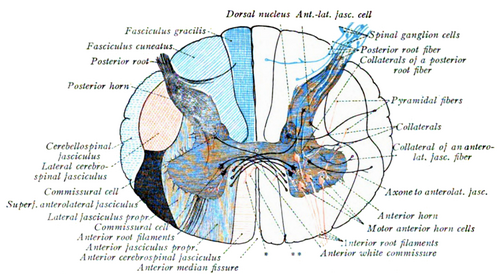 Projections de la moelle épinière dans les nerfs (moteur rouge, sensitif bleu).