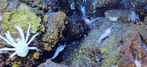 Les homards squat et les crevettes Alvinocarididae du champ hydrothermal de Von Damm survivent grâce à une chimie de l'eau modifiée.