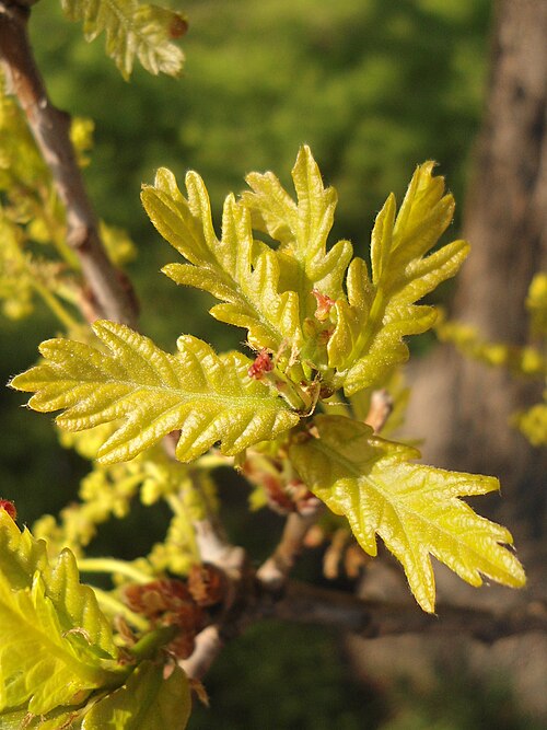 Nouvelles feuilles et fleurs pistillées rougeâtres ou « femelles » de Quercus robur