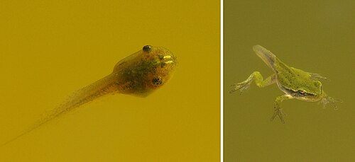 Têtard et métamorphose d'Hyla arborea