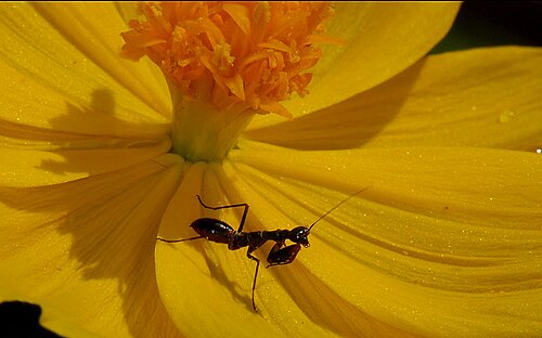 Certaines nymphes de mantes imitent les fourmis pour éviter les prédateurs.