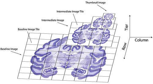 Les images cérébrales massives sont formatées sous forme de pyramides d'images multirésolution, permettant une navigation rapide grâce au chargement de petites tuiles d'image au lieu de l'image entière.
