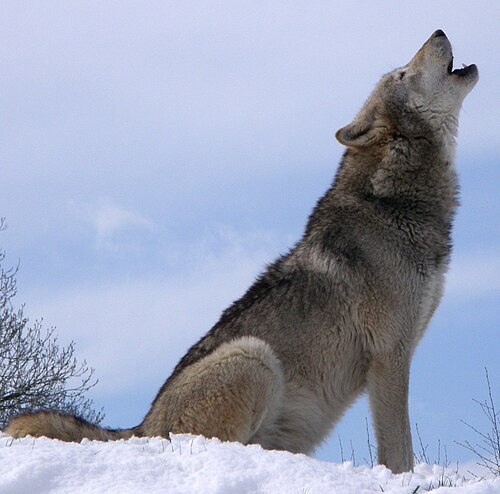 Photo d'un loup hurlant