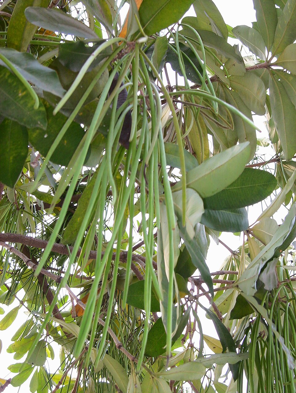 Alstonia savante