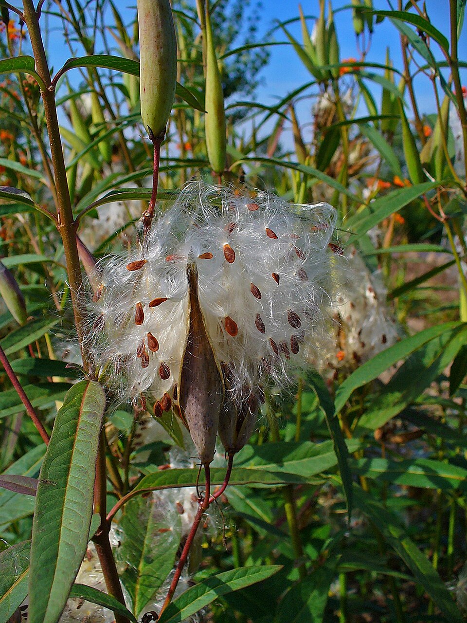 Asclepias curassavica follicules déhiscents excrétant des graines avec des pappi déployés