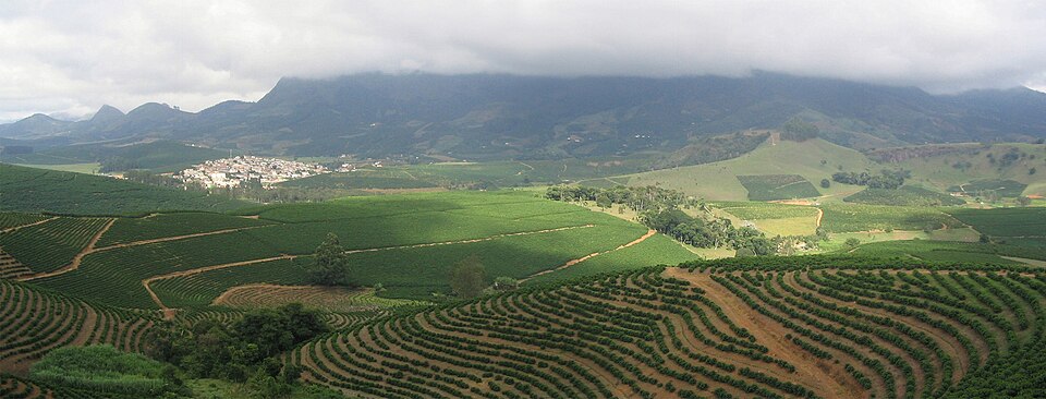 Café du Minas Gerais. En 2018, le Brésil était le premier producteur mondial, avec 3,5 millions de tonnes. L'Amérique du Sud produit la moitié du café mondial.