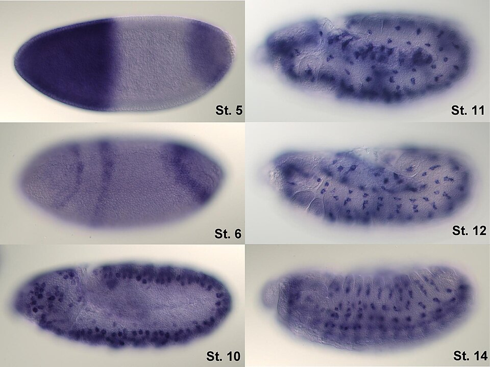 Visualisation de l'ARNm du bossu dans l'embryon de drosophile.