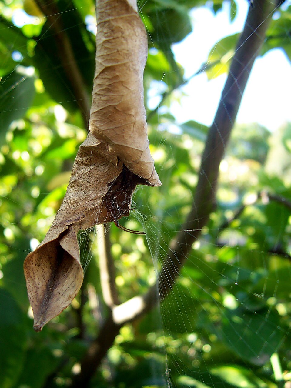 La toile de l'araignée Phonognatha graeffei, ou araignée enrouleuse de feuilles, sert à la fois de piège et de moyen d'établir son habitat dans une feuille.