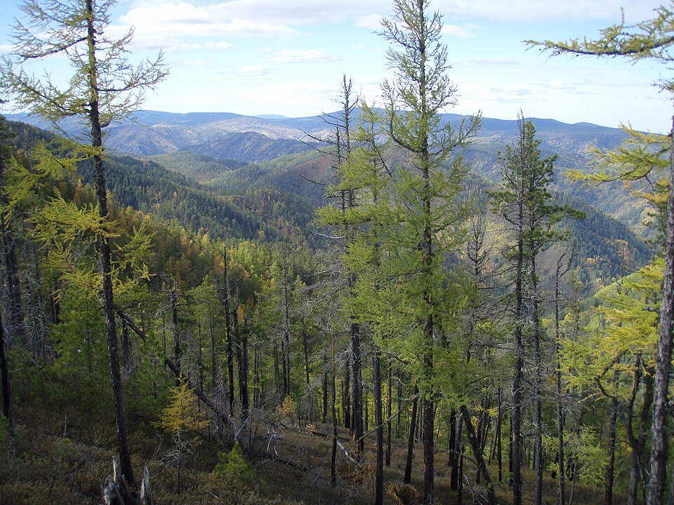 La taïga, forêt de conifères composée principalement de mélèzes, de pins et d'épicéas, couvre une vaste zone de Sibérie (photo) et du Canada.