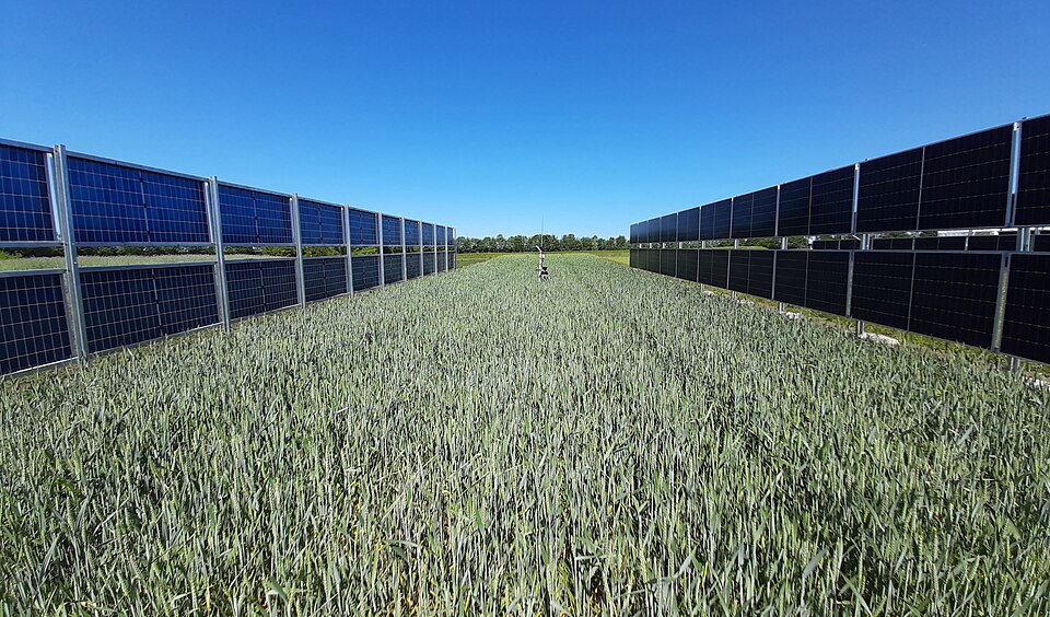 panneaux solaires bifaciaux verticaux agrivoltaïques