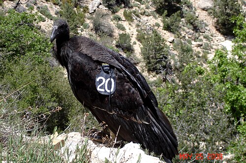 Condor numéroté dans le Grand Canyon, Arizona